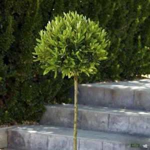 Little Ollie&#174; Dwarf Olive | Monrovia